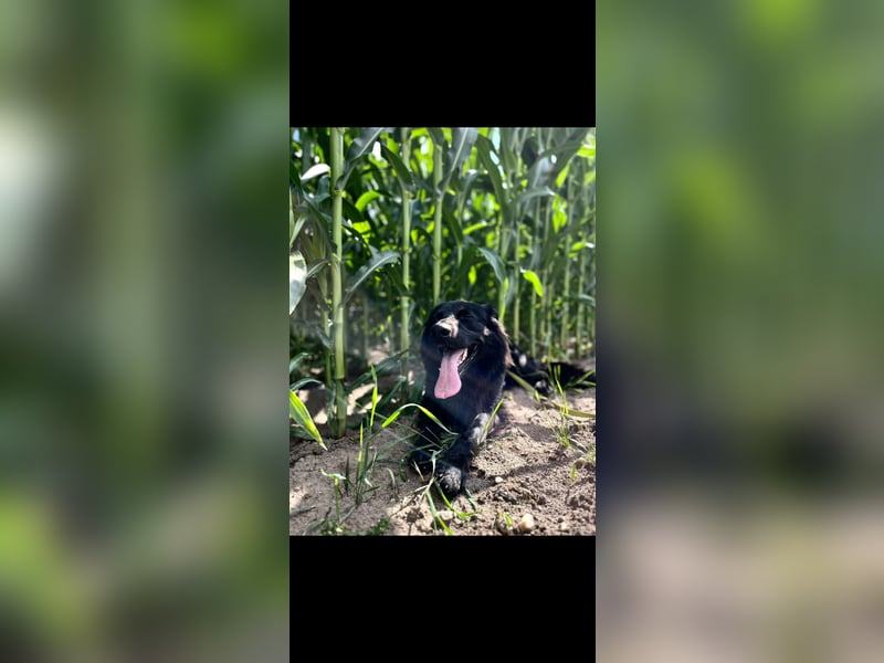 Yaro sucht ein neues Zuhause