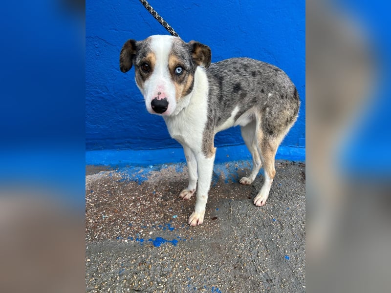 Klein, ein wunderschöner freundlicher Rüde