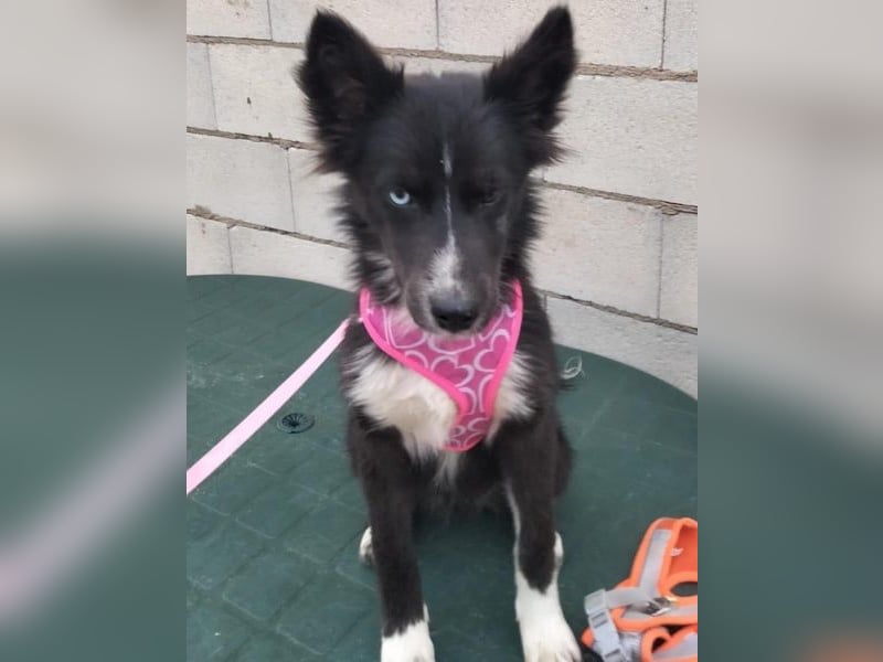 Lluvia, eine besondere Hündin