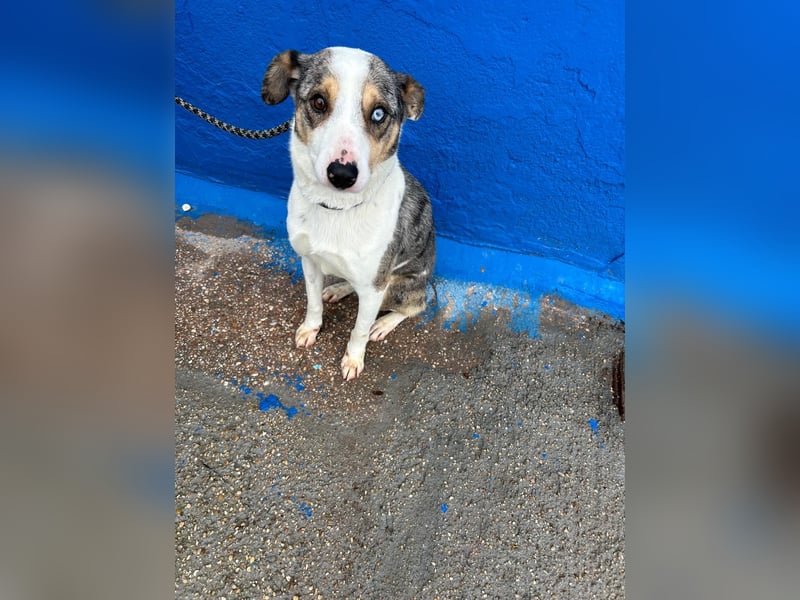 Klein, ein wunderschöner freundlicher Rüde