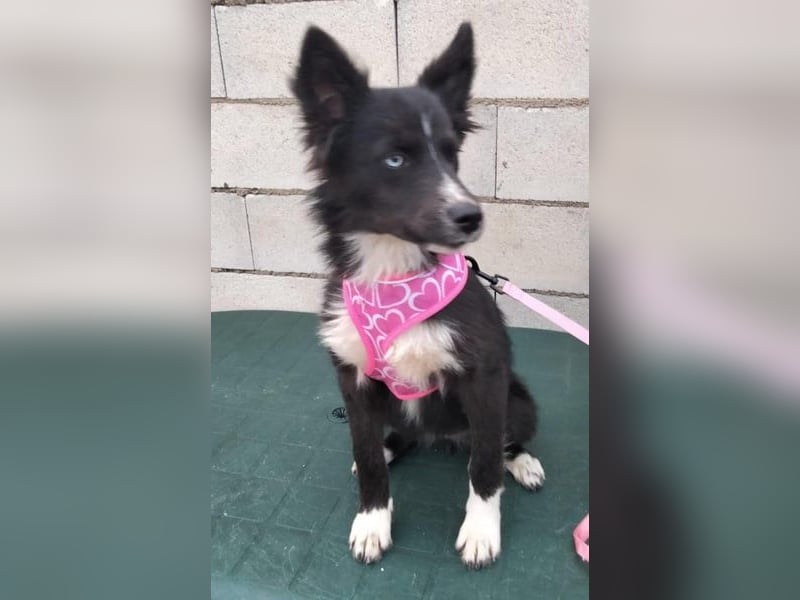 Lluvia, eine besondere Hündin