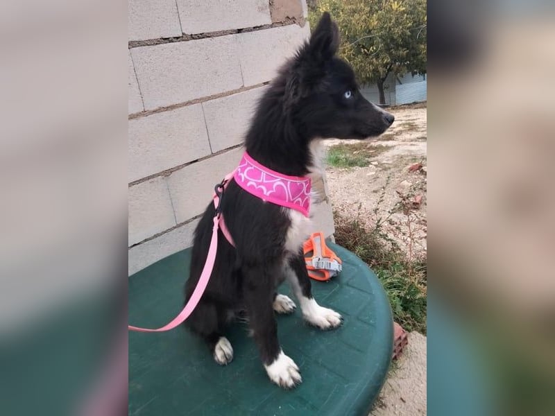 Lluvia, eine besondere Hündin