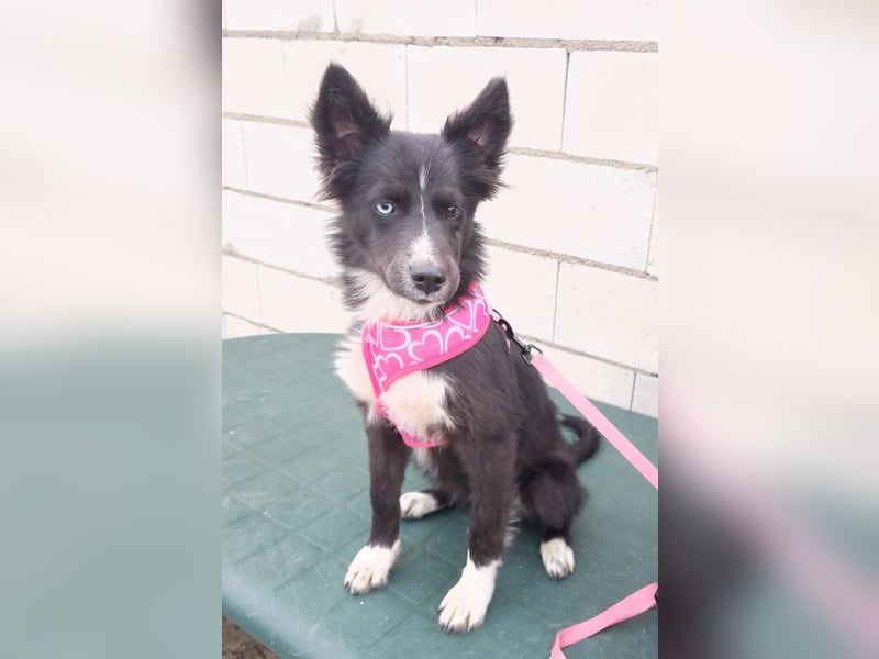 Lluvia, clever, lernwillig und aktiv