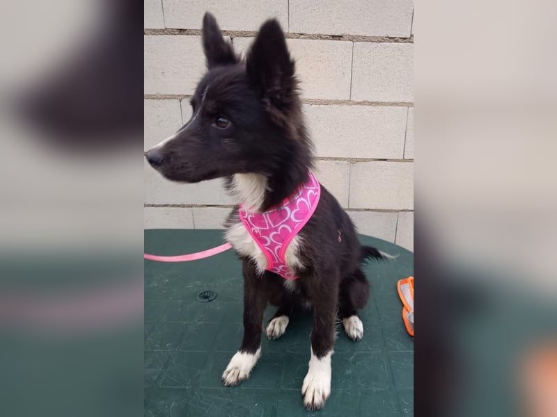 Lluvia, eine besondere Hündin