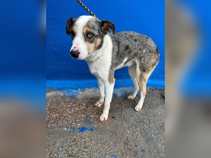 Klein, ein wunderschöner freundlicher Rüde