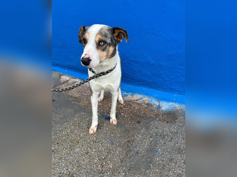 Klein, ein wunderschöner freundlicher Rüde