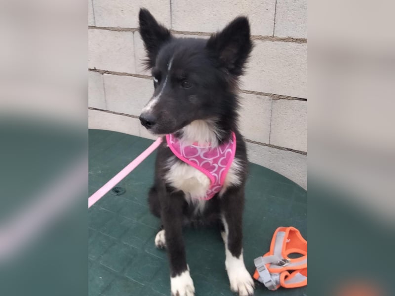 Lluvia, clever, lernwillig und aktiv