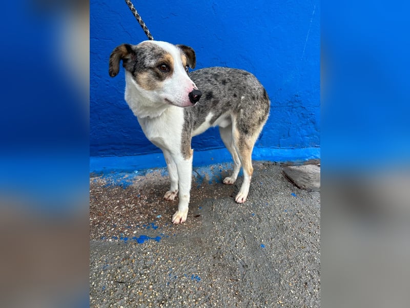 Klein, ein wunderschöner freundlicher Rüde