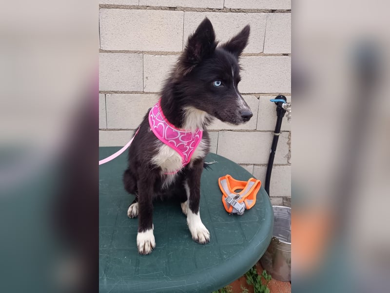 Lluvia, clever, lernwillig und aktiv