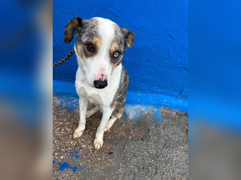 Klein, ein wunderschöner freundlicher Rüde