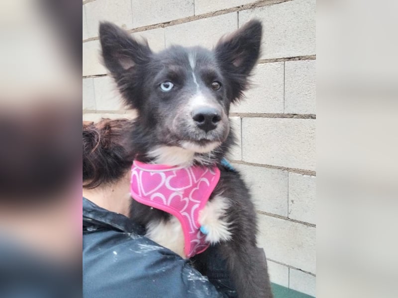 Lluvia, clever, lernwillig und aktiv