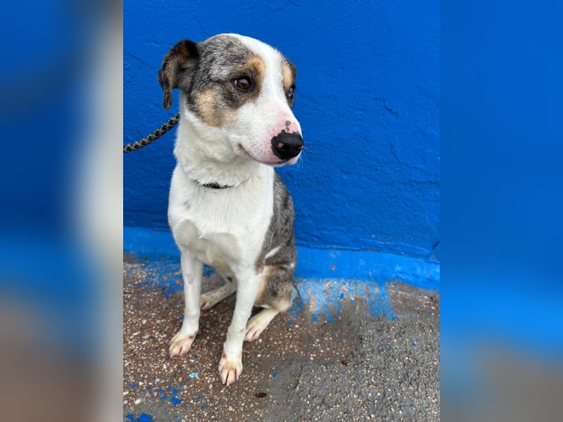 Klein, ein wunderschöner freundlicher Rüde