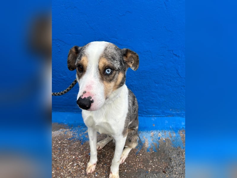 Klein, ein wunderschöner freundlicher Rüde