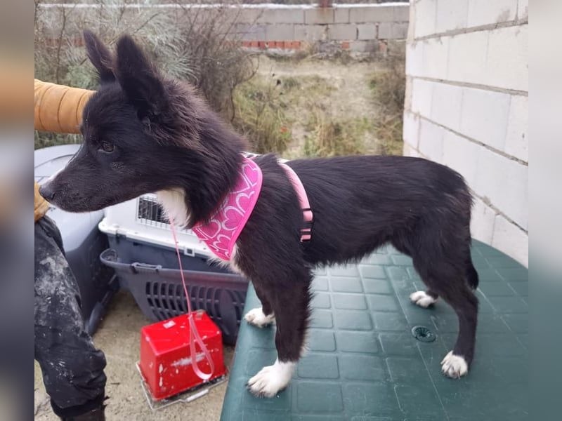 Lluvia, eine besondere Hündin