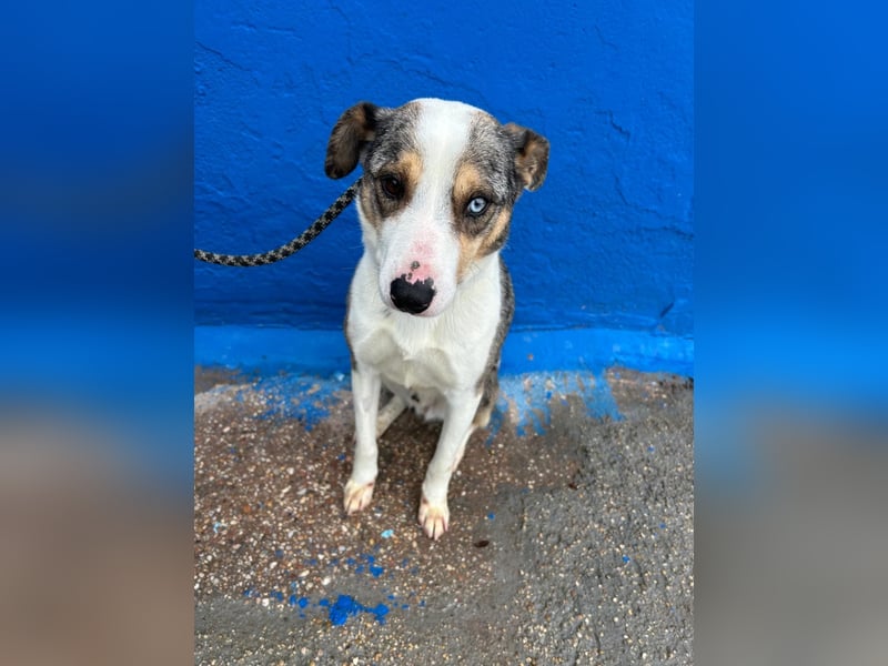 Klein, ein wunderschöner freundlicher Rüde