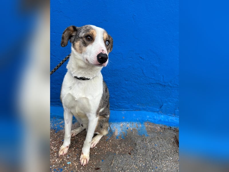 Klein, ein wunderschöner freundlicher Rüde