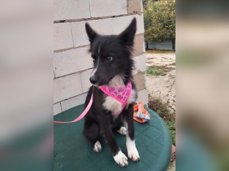 Lluvia, eine besondere Hündin