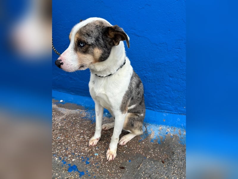 Klein, ein wunderschöner freundlicher Rüde