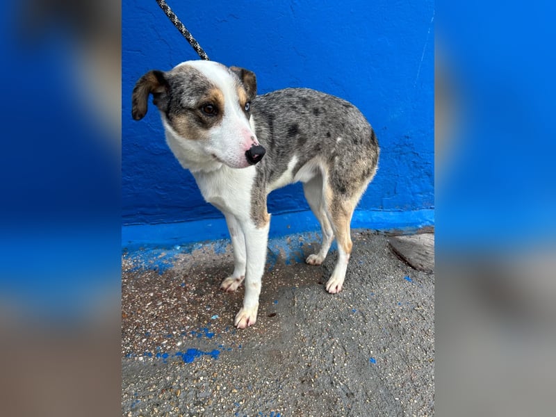 Klein, ein wunderschöner freundlicher Rüde