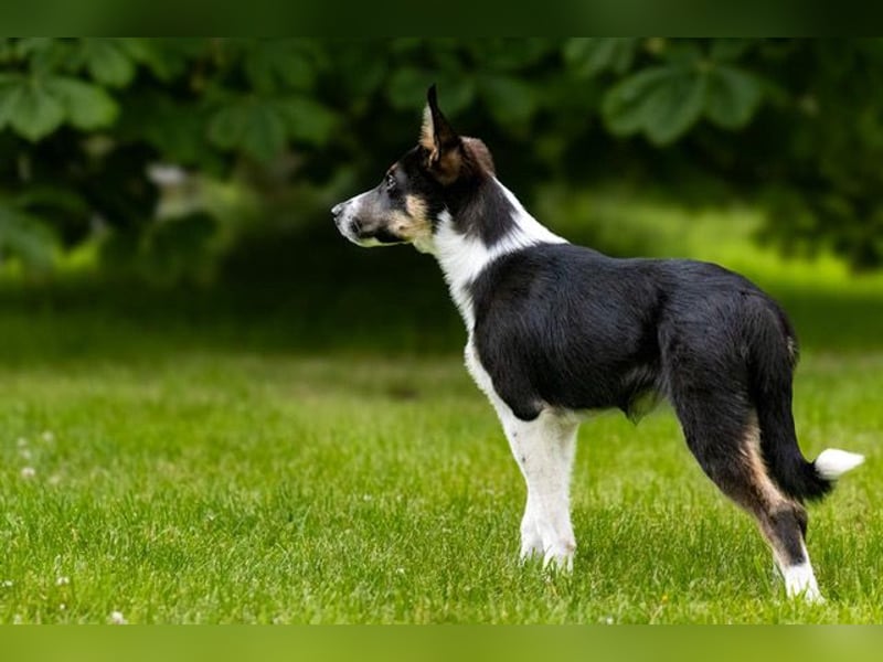 Coille ist ein sympathischer, kleiner Kerl
