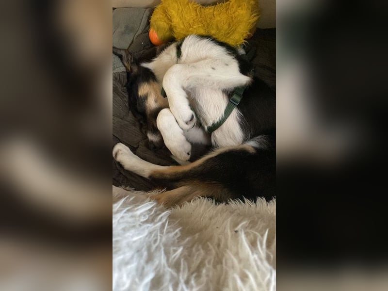 Coille ist ein sympathischer, kleiner Kerl