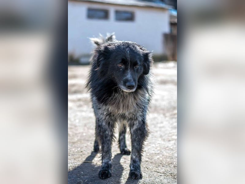 Aaron - ist im Tierheim alt geworden und möchte jetzt in der Freiheit durchstarten