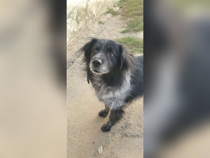 Aaron - ist im Tierheim alt geworden und möchte jetzt in der Freiheit durchstarten