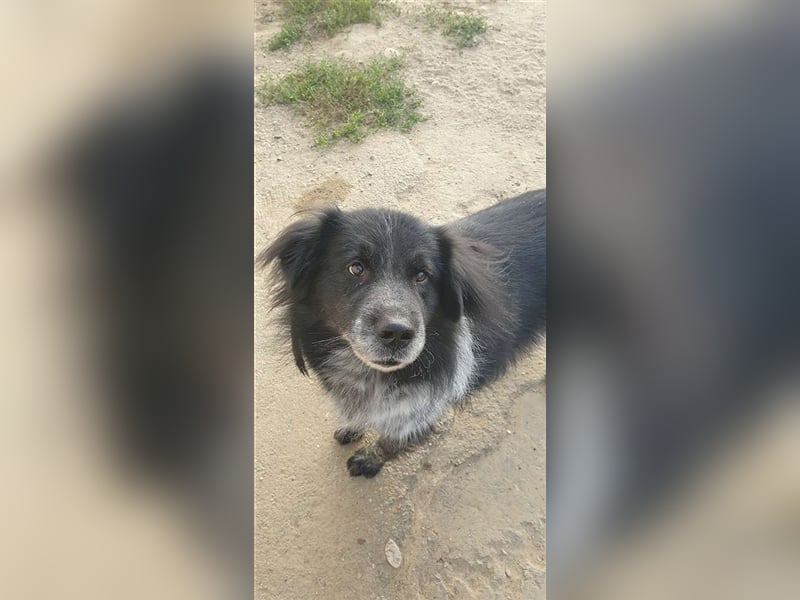 Aaron - ist im Tierheim alt geworden und möchte jetzt in der Freiheit durchstarten