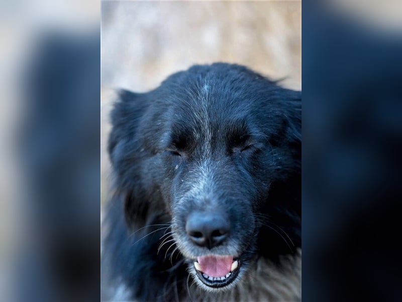 Aaron - ist im Tierheim alt geworden und möchte jetzt in der Freiheit durchstarten