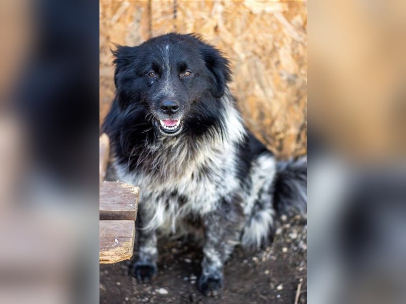 Aaron - ist im Tierheim alt geworden und möchte jetzt in der Freiheit durchstarten