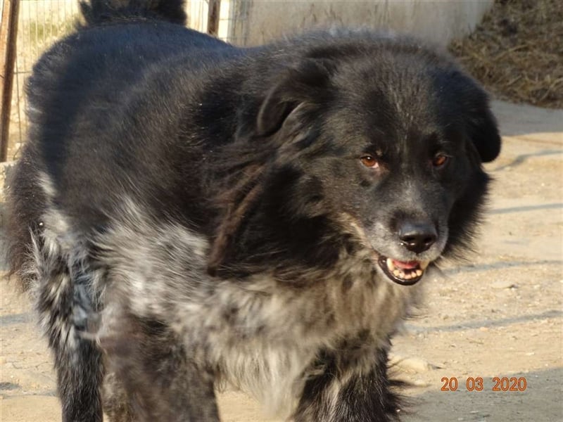 Aaron - ist im Tierheim alt geworden und möchte jetzt in der Freiheit durchstarten