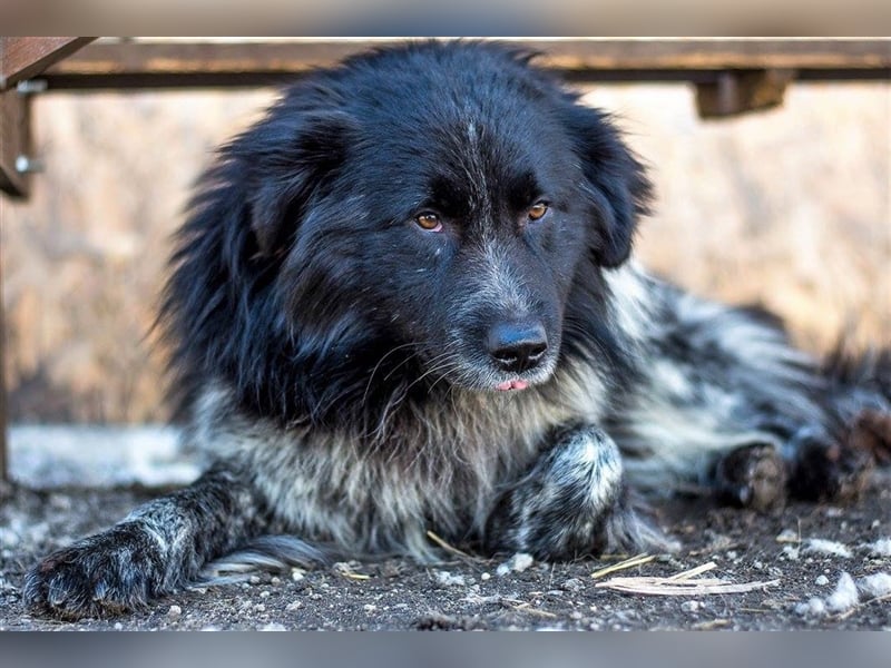 Aaron - ist im Tierheim alt geworden und möchte jetzt in der Freiheit durchstarten