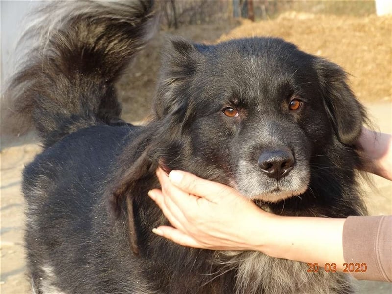 Aaron - ist im Tierheim alt geworden und möchte jetzt in der Freiheit durchstarten