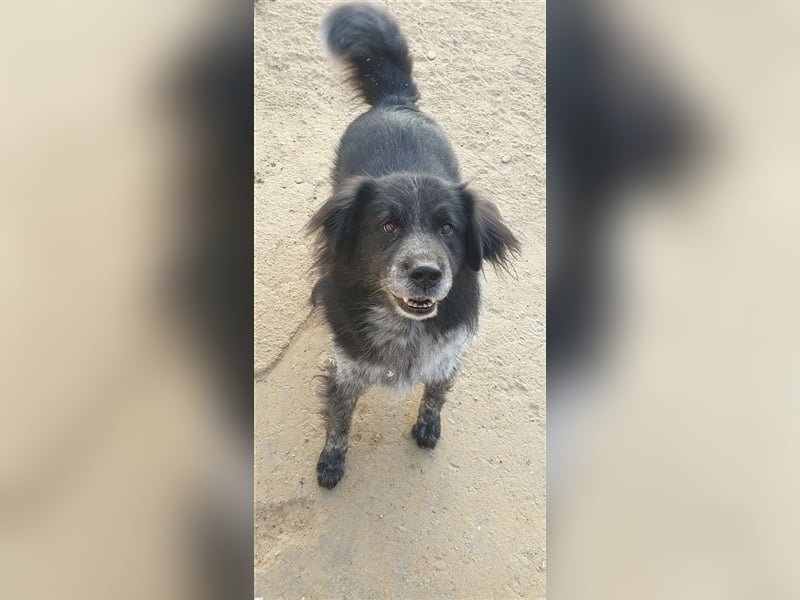 Aaron - ist im Tierheim alt geworden und möchte jetzt in der Freiheit durchstarten