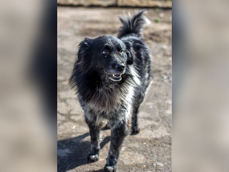 Aaron - ist im Tierheim alt geworden und möchte jetzt in der Freiheit durchstarten