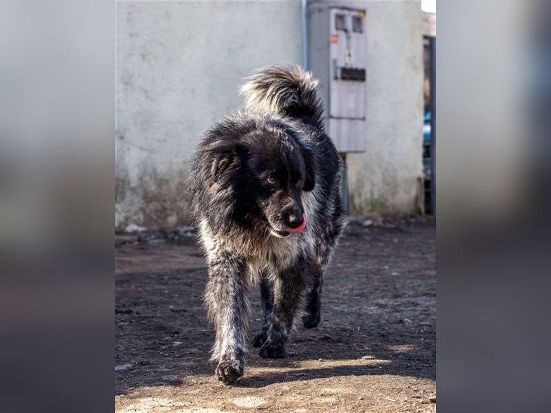 Aaron - ist im Tierheim alt geworden und möchte jetzt in der Freiheit durchstarten