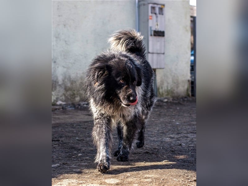 Aaron - ist im Tierheim alt geworden und möchte jetzt in der Freiheit durchstarten