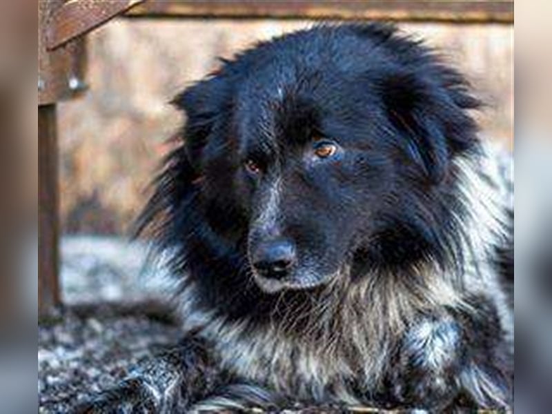 Aaron - ist im Tierheim alt geworden und möchte jetzt in der Freiheit durchstarten