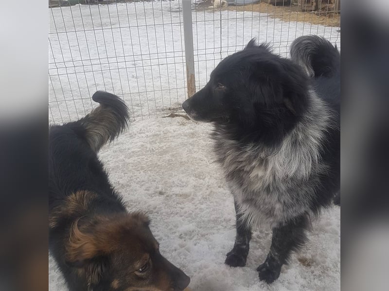 Aaron - ist im Tierheim alt geworden und möchte jetzt in der Freiheit durchstarten