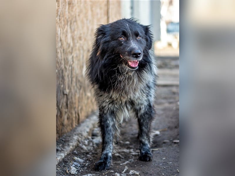 Aaron - ist im Tierheim alt geworden und möchte jetzt in der Freiheit durchstarten