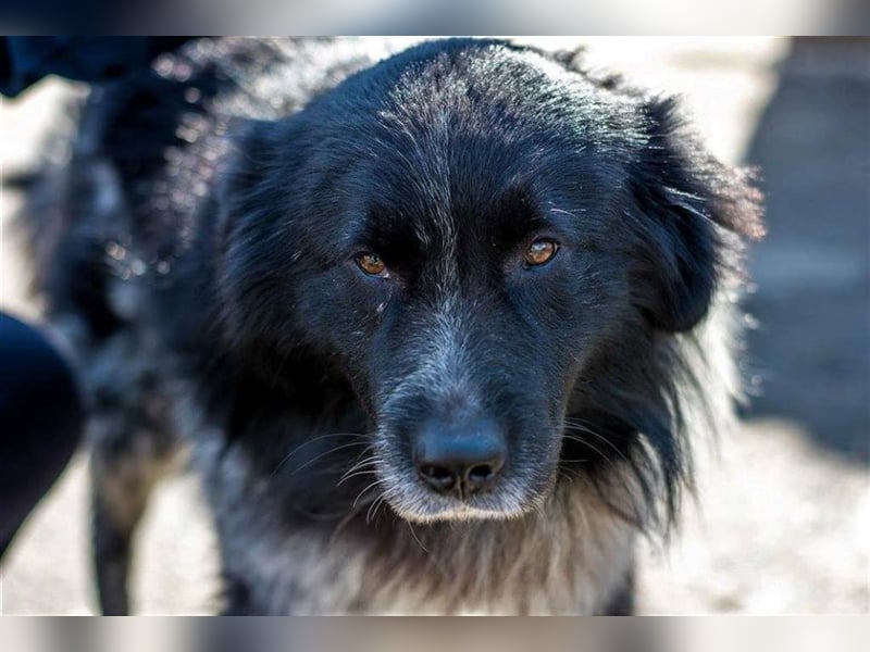 Aaron - ist im Tierheim alt geworden und möchte jetzt in der Freiheit durchstarten