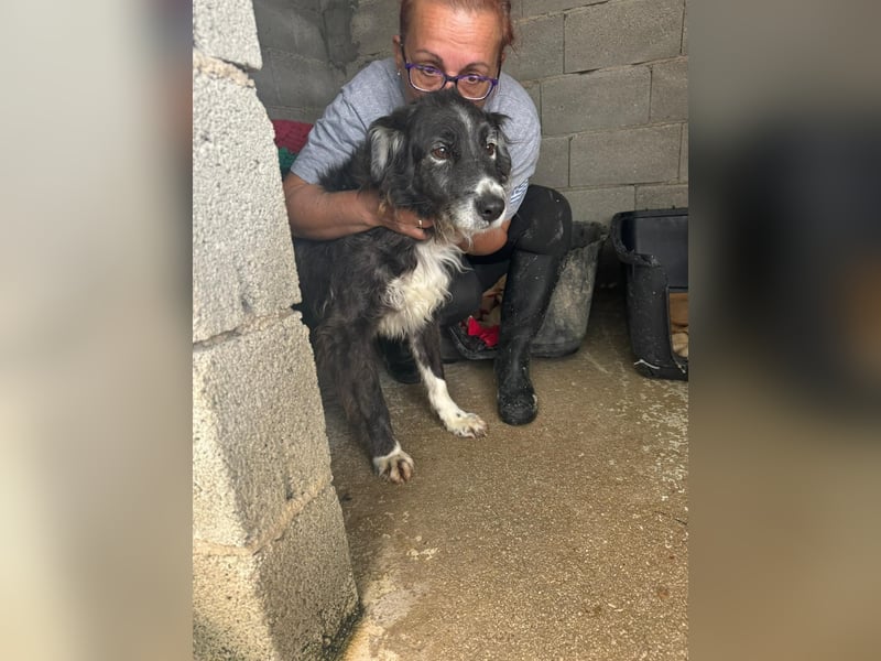 Panda - eine Seele von Hund - sucht eine Familie!