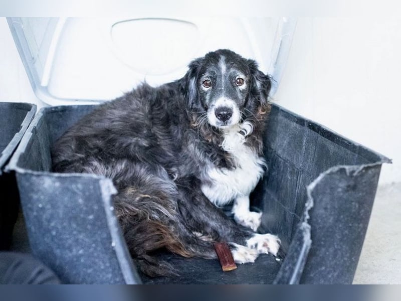 Panda - eine Seele von Hund - sucht eine Familie!
