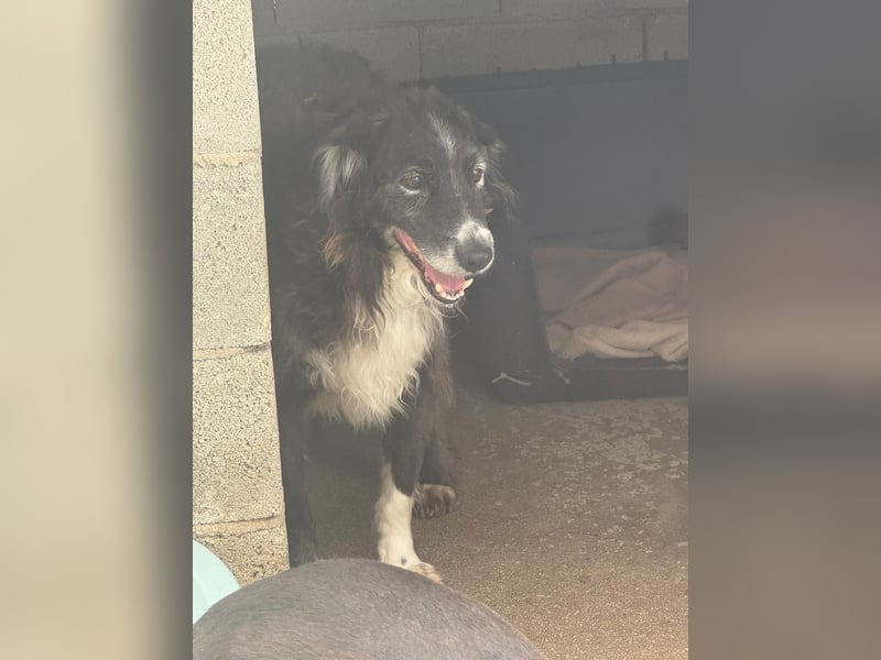 Panda - eine Seele von Hund - sucht eine Familie!