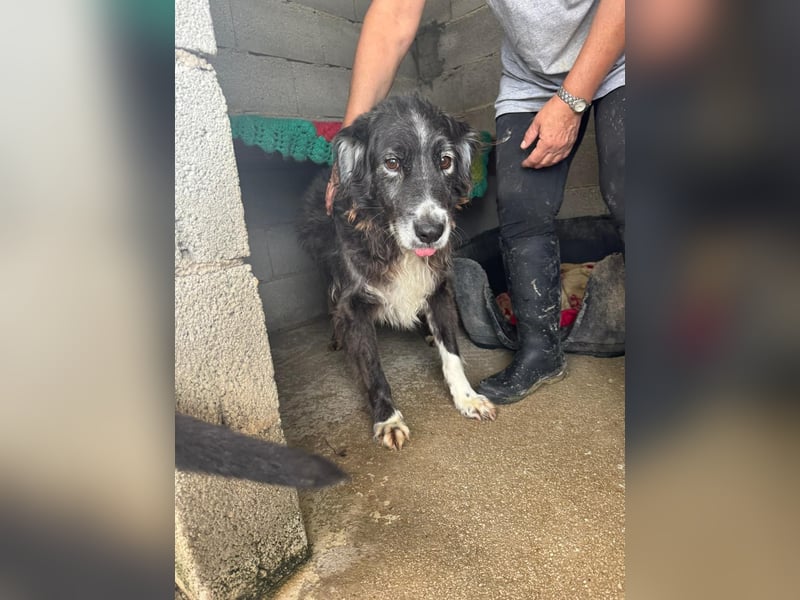 Panda - eine Seele von Hund - sucht eine Familie!