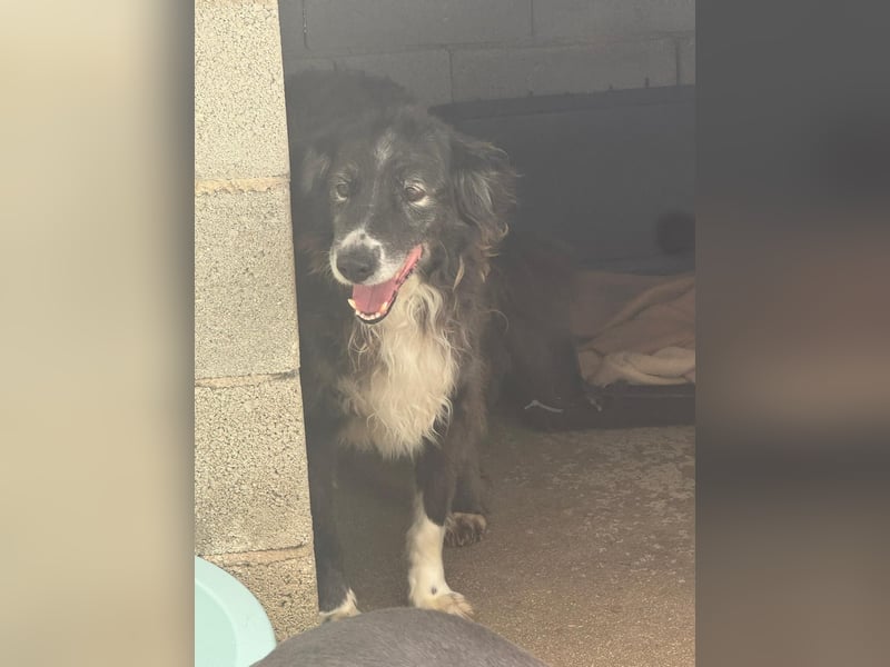 Panda - eine Seele von Hund - sucht eine Familie!