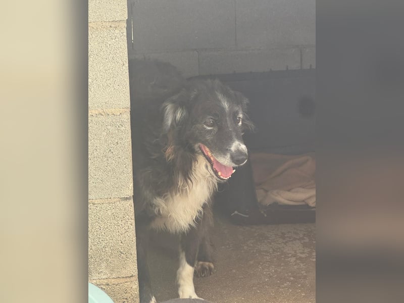 Panda - eine Seele von Hund - sucht eine Familie!