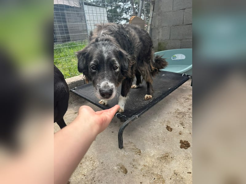 Panda - eine Seele von Hund - sucht eine Familie!