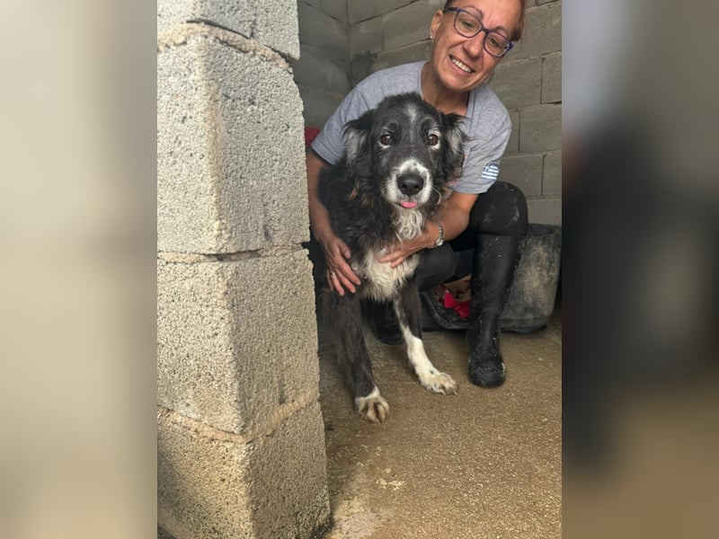 Panda - eine Seele von Hund - sucht eine Familie!