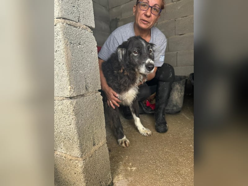 Panda - eine Seele von Hund - sucht eine Familie!